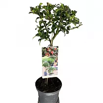 Падуб остролистный Аляска - Ilex aquifolium 'Alaska' D17 H55