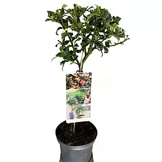 Падуб остролистный Аляска - Ilex aquifolium 'Alaska' D17 H55