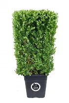 Падуб городчатый - Ilex crenata 'Dark Green' D34 H100