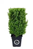 Падуб городчатый - Ilex crenata 'Dark Green' D30 H83