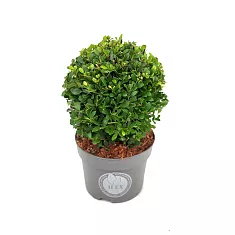 Падуб городчатый - Ilex crenata 'Dark Green' D17 H30