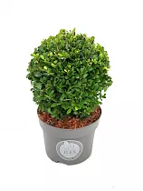 Падуб городчатый - Ilex crenata 'Dark Green' D17 H30