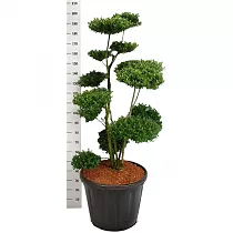 Бонсай Падуб, Дуб каменный, илекс - Bonsai Quercus ilex D60 H210