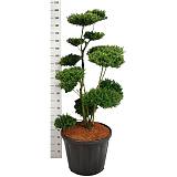 Бонсай Падуб, Дуб каменный, илекс - Bonsai Quercus ilex D60 H210