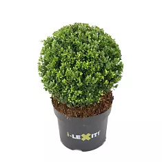 Падуб городчатый - Ilex crenata 'Dark Green' D26 H27