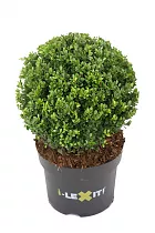 Падуб городчатый - Ilex crenata 'Dark Green' D26 H27
