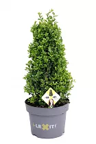 Падуб городчатый - Ilex crenata 'Dark Green' D23 H40