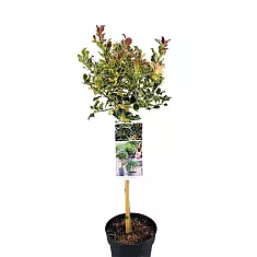 Падуб остролистный Аргентиа Маргината - Ilex aquifolium 'Argentea Marginat' D19 H85