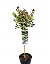 Падуб остролистный Аргентиа Маргината - Ilex aquifolium 'Argentea Marginat' D19 H85