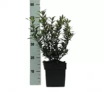 Падуб остролистный - Ilex aquifolium 'Myrtifolia' D17 H50