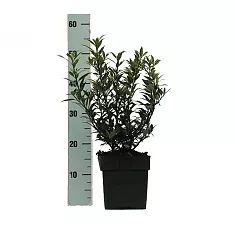 Падуб остролистный - Ilex aquifolium 'Myrtifolia' D17 H50