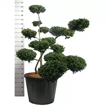 Бонсай Падуб, Дуб каменный, илекс - Bonsai Quercus ilex D65 H210