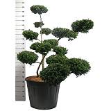 Бонсай Падуб, Дуб каменный, илекс - Bonsai Quercus ilex D65 H210