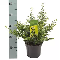 Падуб городчатый низкий - Ilex crenata 'Stokes' D17 H33