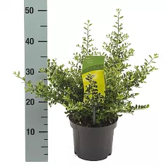 Падуб городчатый низкий - Ilex crenata 'Stokes' D17 H33