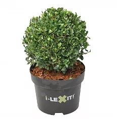 Падуб городчатый - Ilex crenata 'Dark Green' D19 H20