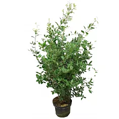 Дуб каменный - Quercus ilex D28 H100