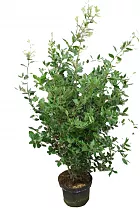 Дуб каменный - Quercus ilex D28 H100