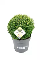 Падуб городчатый - Ilex crenata 'Dark Green' D32 H40