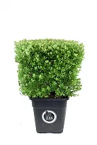 Падуб городчатый - Ilex crenata 'Dark Green' D34 H70