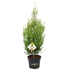 Падуб городчатый - Ilex crenata 'Dark Green' D26 H60