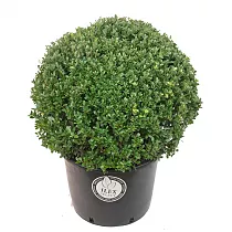 Падуб городчатый - Ilex crenata 'Dark Green' D38 H50