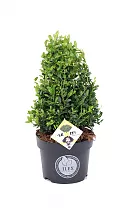 Падуб городчатый - Ilex crenata 'Dark Green' D21 H30