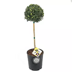 Падуб городчатый - Ilex crenata 'Dark Green' D34 H80