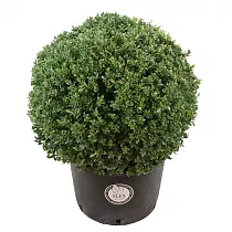Падуб городчатый - Ilex crenata 'Dark Green' D40 H60
