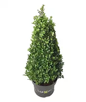 Падуб городчатый - Ilex crenata 'Dark Green' D23 H50