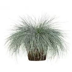 Овсянница сизая интенс Блю - Festuca D17