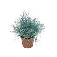 Овсяница сизая интенс Блю -Festuca D12 H20