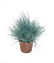 Овсяница сизая интенс Блю -Festuca D12 H20