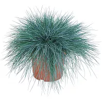 Овсянница сизая интенс Блю - Festuca D23 H55
