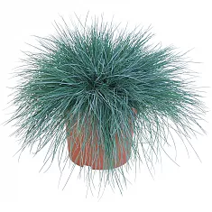 Овсянница сизая интенс Блю - Festuca D23 H55
