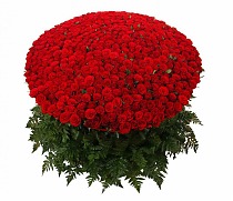 Букет из 501 красной Розы