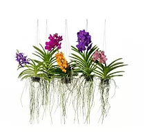 Ванда Гибрид Спот - Vanda Hybriden Yellow Spot H60