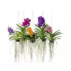 Ванда Гибрид Спот - Vanda Hybriden Yellow Spot H60