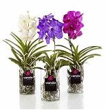 Ванда в стекле Боуз - Vanda Bose D13 H45