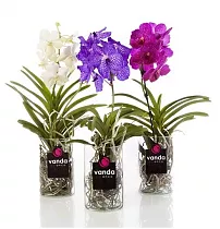 Ванда в стекле Боуз - Vanda Bose D13 H45