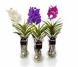 Ванда в стекле шарлотта - Vanda Charlotte D14 H60