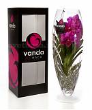 Ванда в вазе Шампань - Vanda Champagne D17 H60