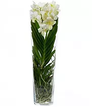 Ванда в трубе Мишель - Vanda Michelle D19 H70
