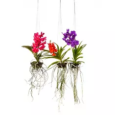 Ванда Гибрид Спот - Vanda Hybriden Yellow Spot H60