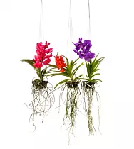 Ванда Гибрид Спот - Vanda Hybriden Yellow Spot H60