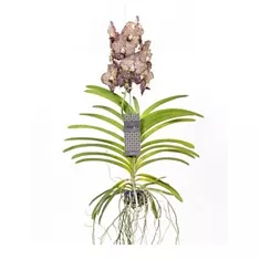 Ванда Оцеллот Мокко - Vanda Ocelot Mocha H75