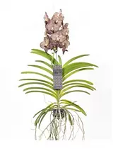 Ванда Оцеллот Мокко - Vanda Ocelot Mocha H75