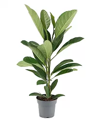 Фикус Бенгальский Рой D17 H70