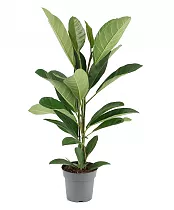 Фикус Бенгальский Рой D17 H70