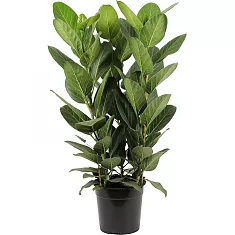 Фикус Бенгальский Одри - Ficus benghalensis "Petite Audrey" D24 H90